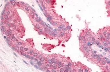 Anti-PDE8A antibody used in IHC (Paraffin sections) (IHC-P). GTX85838