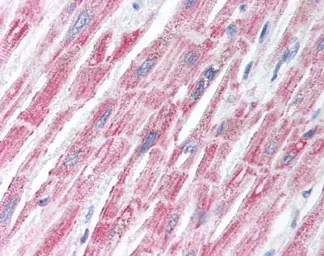 Anti-Kv3.2 antibody used in IHC (Paraffin sections) (IHC-P). GTX85861