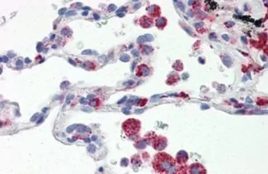 Anti-IRF7 antibody [3D9] used in IHC (Paraffin sections) (IHC-P). GTX85864