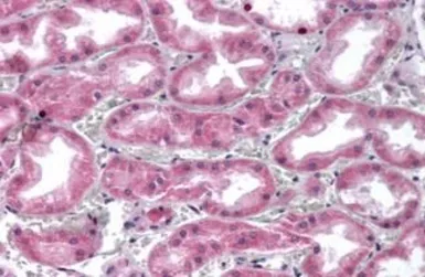 Anti-Glypican 4 antibody used in IHC (Paraffin sections) (IHC-P). GTX85882
