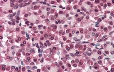 Anti-Glypican 4 antibody used in IHC (Paraffin sections) (IHC-P). GTX85882