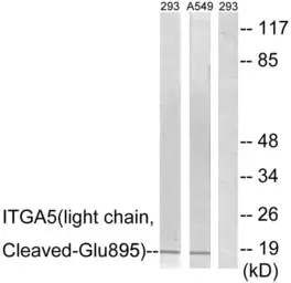 Anti-Integrin alpha 5 (cleaved Glu895) antibody used in Western Blot (WB). GTX86915