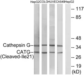 Anti-Cathepsin G (cleaved Ile21) antibody used in Western Blot (WB). GTX86950