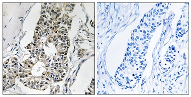 Anti-RIMS4 antibody used in IHC (Paraffin sections) (IHC-P). GTX86976