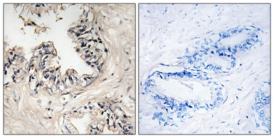 Anti-MRPS36 antibody used in IHC (Paraffin sections) (IHC-P). GTX87009