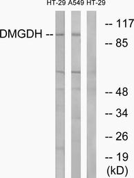 Anti-DMGDH antibody used in Western Blot (WB). GTX87048