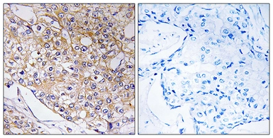 Anti-TRAPPC1 antibody used in IHC (Paraffin sections) (IHC-P). GTX87057