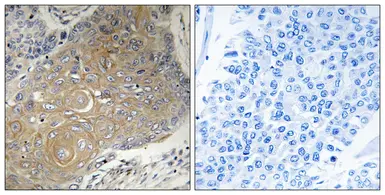 Anti-MRPS33 antibody used in IHC (Paraffin sections) (IHC-P). GTX87062