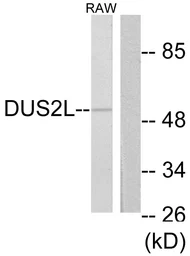 Anti-DUS2L antibody used in Western Blot (WB). GTX87067
