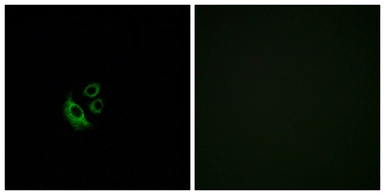 Anti-OR2AG1 + OR2AG2 antibody used in Immunocytochemistry/ Immunofluorescence (ICC/IF). GTX87074