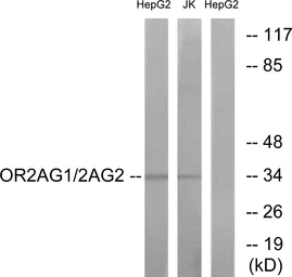 Anti-OR2AG1 + OR2AG2 antibody used in Western Blot (WB). GTX87074