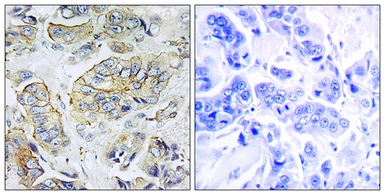 Anti-NPY5R antibody used in IHC (Paraffin sections) (IHC-P). GTX87079