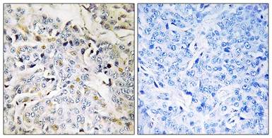 Anti-RBM34 antibody used in IHC (Paraffin sections) (IHC-P). GTX87094