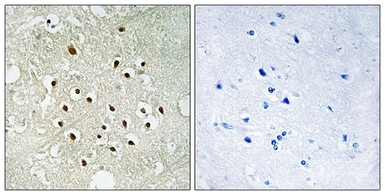 Anti-RPS19BP1 antibody used in IHC (Paraffin sections) (IHC-P). GTX87106