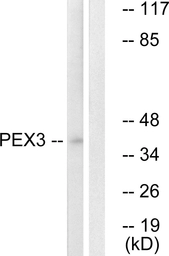 Anti-PEX3 antibody used in Western Blot (WB). GTX87109