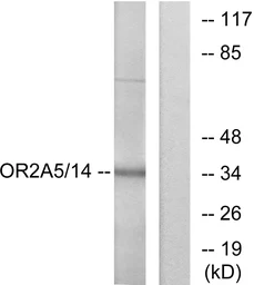 Anti-OR2A5 + OR2A14 antibody used in Western Blot (WB). GTX87117