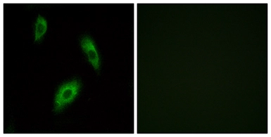 Anti-GPR174 antibody used in Immunocytochemistry/ Immunofluorescence (ICC/IF). GTX87118