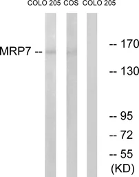 Anti-MRP7 antibody used in Western Blot (WB). GTX87120