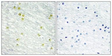 Anti-MED14 antibody used in IHC (Paraffin sections) (IHC-P). GTX87124
