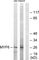 Anti-MYF6 antibody used in Western Blot (WB). GTX87125