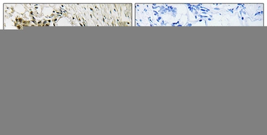 Anti-TAGAP antibody used in IHC (Paraffin sections) (IHC-P). GTX87132