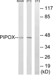 Anti-PIPOX antibody used in Western Blot (WB). GTX87135
