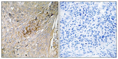 Anti-SLC6A6 antibody used in IHC (Paraffin sections) (IHC-P). GTX87166
