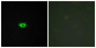 Anti-GPR108 antibody used in Immunocytochemistry/ Immunofluorescence (ICC/IF). GTX87178