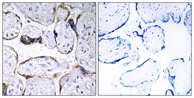 Anti-ELOVL3 antibody used in IHC (Paraffin sections) (IHC-P). GTX87195