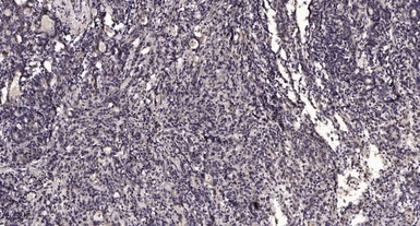 Anti-SLC17A2 antibody used in IHC (Paraffin sections) (IHC-P). GTX87203