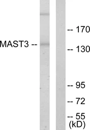 Anti-MAST3 antibody used in Western Blot (WB). GTX87209