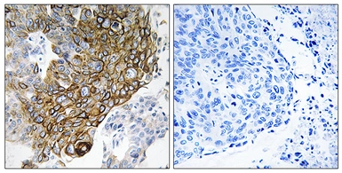 Anti-GJA3 antibody used in IHC (Paraffin sections) (IHC-P). GTX87220
