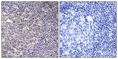 Anti-BCAS4 antibody used in IHC (Paraffin sections) (IHC-P). GTX87247