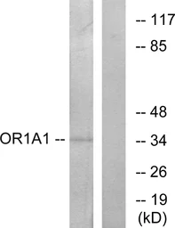 Anti-OR1A1 antibody used in Western Blot (WB). GTX87256