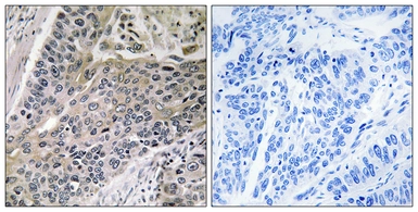 Anti-MRPS7 antibody used in IHC (Paraffin sections) (IHC-P). GTX87261