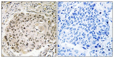 Anti-USP36 antibody used in IHC (Paraffin sections) (IHC-P). GTX87269
