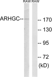 Anti-LARG antibody used in Western Blot (WB). GTX87286