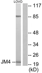Anti-JM4 antibody used in Western Blot (WB). GTX87370