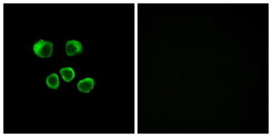 Anti-OR8U1+ OR8U8 + OR8U9 antibody used in Immunocytochemistry/ Immunofluorescence (ICC/IF). GTX87377