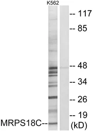 Anti-MRPS18C antibody used in Western Blot (WB). GTX87389