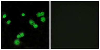 Anti-SFRS5 antibody used in Immunocytochemistry/ Immunofluorescence (ICC/IF). GTX87392