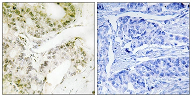 Anti-MED13 antibody used in IHC (Paraffin sections) (IHC-P). GTX87401