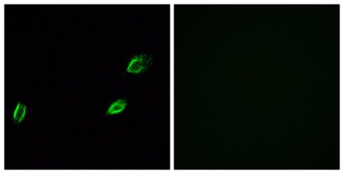 Anti-OLFML2A antibody used in Immunocytochemistry/ Immunofluorescence (ICC/IF). GTX87415