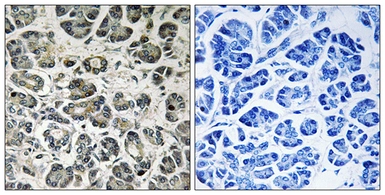 Anti-NDUFA8 antibody used in IHC (Paraffin sections) (IHC-P). GTX87418