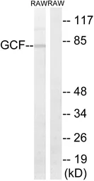 Anti-GCF antibody used in Western Blot (WB). GTX87427