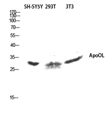 Anti-Apolipoprotein O like antibody used in Western Blot (WB). GTX87433