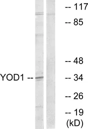 Anti-YOD1 antibody used in Western Blot (WB). GTX87455