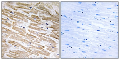 Anti-NEURL2 antibody used in IHC (Paraffin sections) (IHC-P). GTX87459