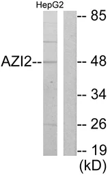 Anti-AZI2 antibody used in Western Blot (WB). GTX87461