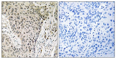 Anti-ARHGEF19 antibody used in IHC (Paraffin sections) (IHC-P). GTX87469
